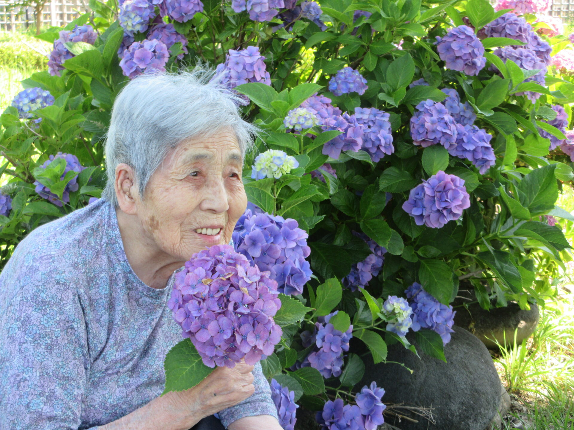 紫陽花の前で微笑む高齢者。施設の庭での入居者の生活風景。